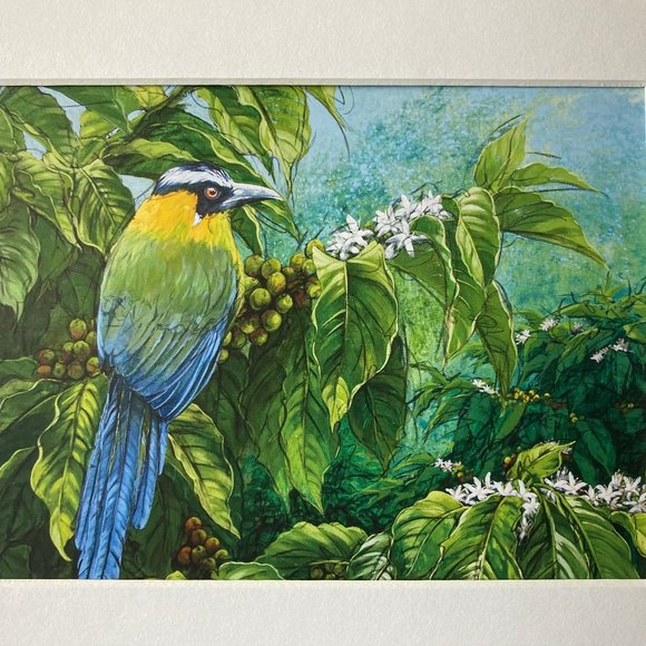 8x10" Colombia Cafe Quindio Art Print (w/mat): Andean Motmot (Barranquero)- HOME - Picture 4 of 6